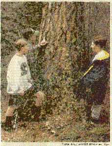 Victor seventh-graders James Houser, left, Casey Taylor, in the baseball cap, and Evan Schaefer inspect scratches imitating bear sign on the trunk of a mature pine.