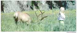 A bull elk appears to be oblivious to a child in Yellowstone Park, but that could change quickly, with tragic results for both the girl and the elk.