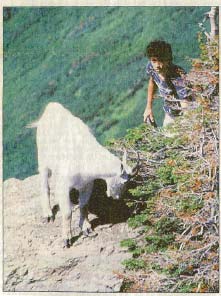 A mountain goat turns on a teenager who got too close in Glacier National Park.